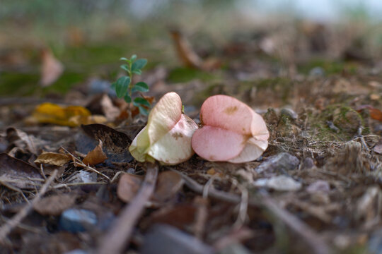 Autumn, nature, mushrooms, forest, leaves, leaf, fallen leaves, green, trees, season, grass, brown, fungi, food, yellow, park, close-up, orange, mushrooms, plants, red, outdoors, ground, nature