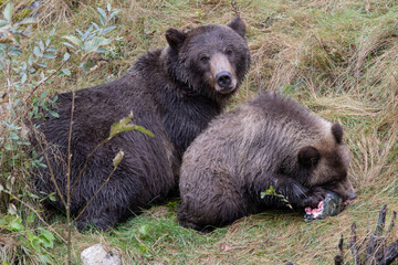 Grizzly bear looks at the camera while a cub eats salmon © Jan