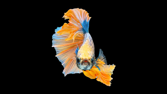 Vibrant Orange and Blue Siamese Fighting Fish (Betta Fish) with Flared Fins on Black Background