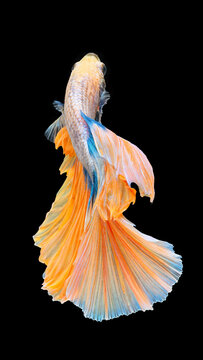 Vibrant Orange and Blue Siamese Fighting Fish (Betta Fish) with Flared Fins on Black Background