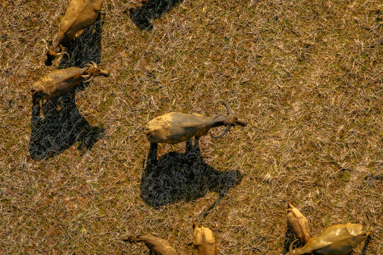 Aerial view of water buffaloes grazing in a dry grassy field in Waikabubak, Nusa Tenggara Timur, Indonesia.