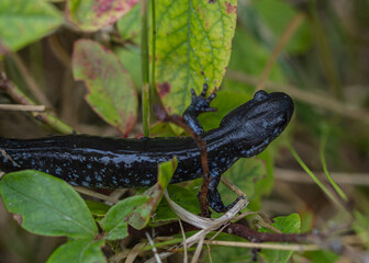 Fototapeta premium lizard in the forest