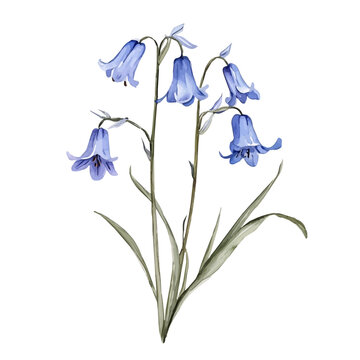 Bluebell, watercolor clipart vector, isolated on a white background.