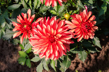 Dahlia Gallery Art Deco, autumn garden cultivar blossoms © prambuwesas