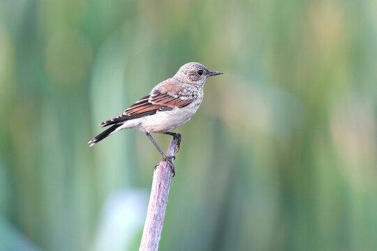 Young northern wheatear (Oenanthe oenanthe) perched on top of a dry stem against a blurred green background.