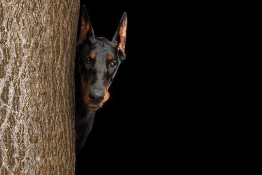 Dobermann dog with cropped ears peeking from behind tree trunk and looking at camera with watchful suspicious gaze, tan markings, on black background, copy space on right, guard dog