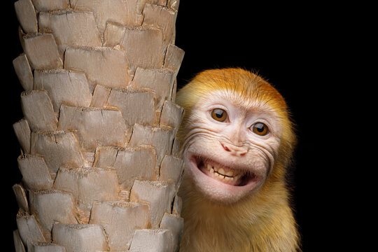 Funny monkey peeking from behind palm tree trunk with wide toothy smile on black background. Wild ape reveals toothy grin creating amusing joyful primate portrait with playful character.