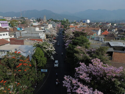 Aerial view of Wisata Tabebuya Pendem with blooming pink and white tabebuia trees lining the street, surrounded by urban rooftops and distant mountains in Junrejo, East Java, Indonesia.