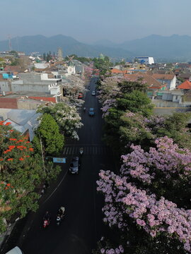 Aerial view of Wisata Tabebuya Pendem with blooming pink Tabebuia trees lining the street, cars and motorbikes driving through the urban area in Junrejo, East Java, Indonesia.