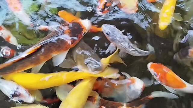 Close up shot of various colorful koi fish swimming together in a clear pond. Beautiful decorative water ripples and fish motion for nature and relaxation video project.