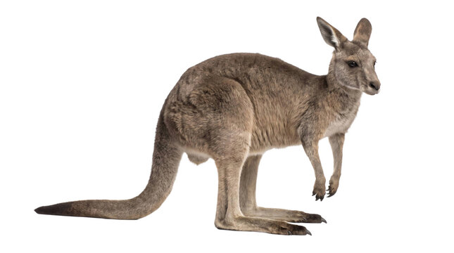 Kangaroo standing on a transparent background with alert ears and long tail