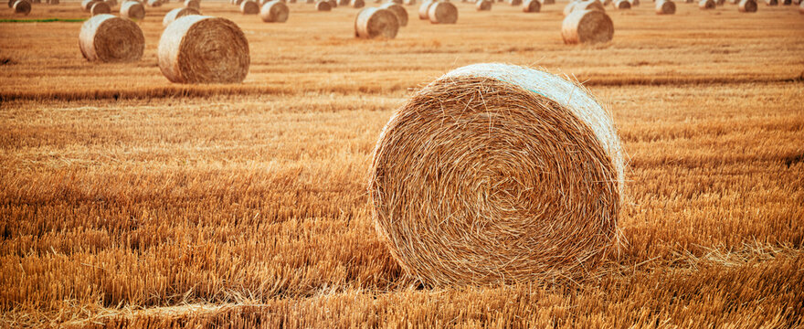 Scenic agricultural landscape showing hay bales scattered across a golden harvested field during a serene twilight.