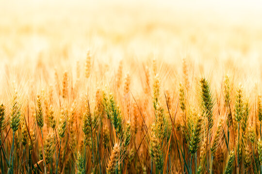 A golden wheat field stretches into soft sunlight, showing ripening ears of grain and tall stalks ready for harvest