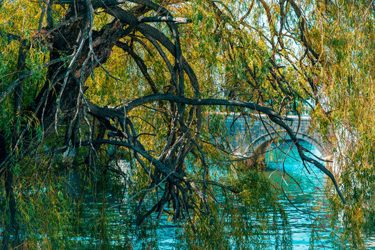 Lush weeping willow tree leaning over the Dubracina River near a stone bridge in Crikvenica, Croatia. Concept of peaceful riverbank nature, Mediterranean scenic landscapes, summer park shade.