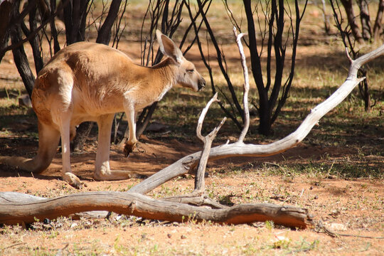 kangaroo at alice springs in central australia 