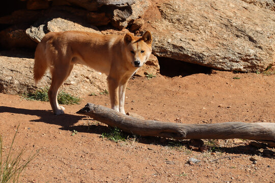 dingo in a zoo in australia