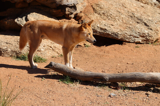 dingo in a zoo in australia