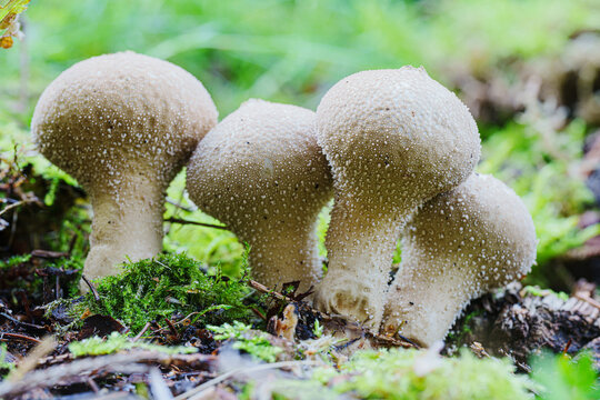 Gruppe junger Flaschenboviste (Lycoperdon perlatum) im moosbewachsenen Waldboden sind essbare St&auml;ublingspilze mit charakteristischen Perlstacheln in nat&uuml;rlicher Waldumgebung