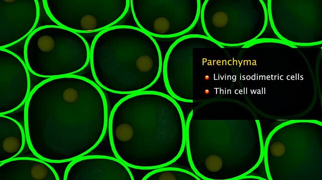 Parenchyma cells perform photosynthesis, storage, gas exchange, secretion, repair, and tissue regeneration.