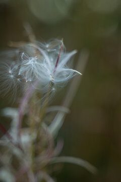 Close-up of delicate white fluffy plant seeds with fine silky fibers forming flowing natural patterns against a soft muted background. Abstract botanical texture highlighting the fragile beauty of nat