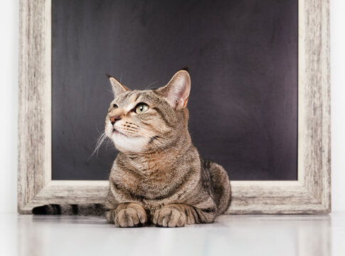 Cat with chalkboard. Cute tabby cat lying in front of blank rustic chalkboard with copy space. Pet shop, food or education concept. Female short hair tabby cat. Selective focus.