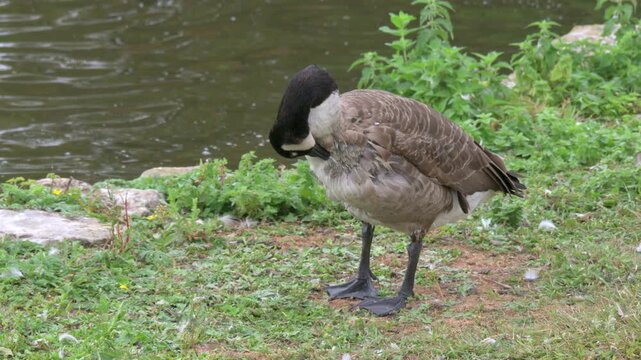 Canada Goose (Branta canadensis) with deformed plumage preening its feathers by a lake. September, Kent, UK [Half speed]