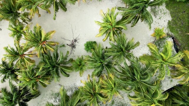 Aerial view of palm canopy over pale sand in Mexico