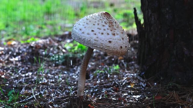 Parasol Mushroom Macrolepiota Procera Leaning Beside a Dark Tree Trunk as Raindrops Fall on a Wet Pine Needle Forest Floor Slow Motion Concept of Rainy Weather