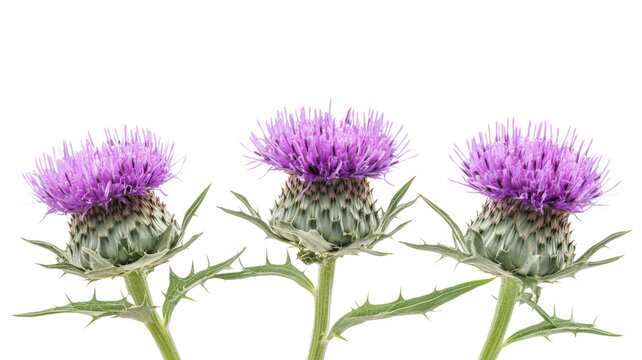 Three vibrant purple thistle flowers with green spiky stems and leaves isolated against a solid black background, for nature