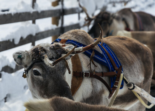 Close-up of a harnessed reindeer in winter corral in Lapland