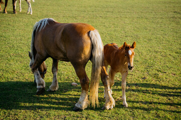 Young foal standing beside an adult horse grazing in a sunlit pasture. Foal care equine bonding horse breeding and livestock welfare © timoha.ig