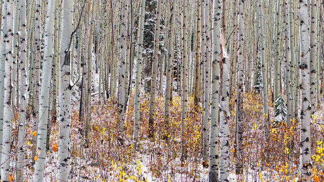 Aerial view of a dense aspen forest with white trunks and yellow autumn leaves dusted with early snow in Kebler Pass, Crested Butte, Colorado, United States.