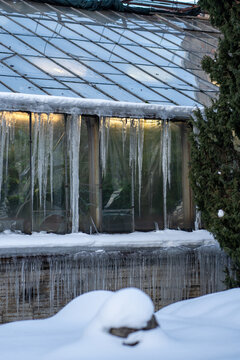Long transparent icicles hang along roof and windows of working glass greenhouse surrounded by deep snow. Warm light and green plants remain visible inside during severe cold freezing winter weather.