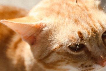 Orange cat pircture © buldyshka