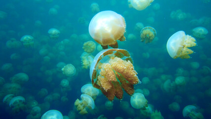 Photo of tropical paradise jellyfish lake under water of  azure Pacific Ocean of Palau Seventy Islands. Beautiful  snorkeling photography.  © TKalinovskaya