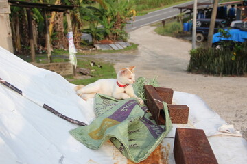 A domestic ginger and white cat wearing a red collar resting outdoors on a sunny afternoon © Alex