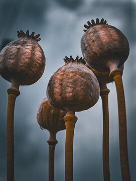 poppy seed heads