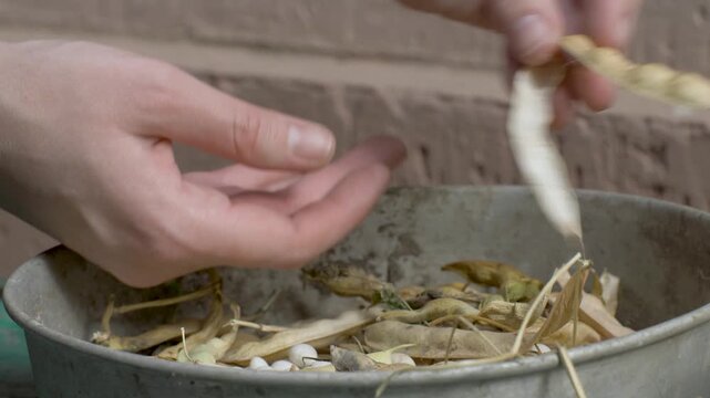 Female laborer hands peel beans from dry pods, placing them into metal bowl. Bowl holds fresh beans and empty pods. Rustic feel to work scene