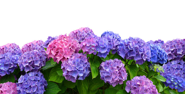 Hydrangea flowers isolated on a transparent PNG background.