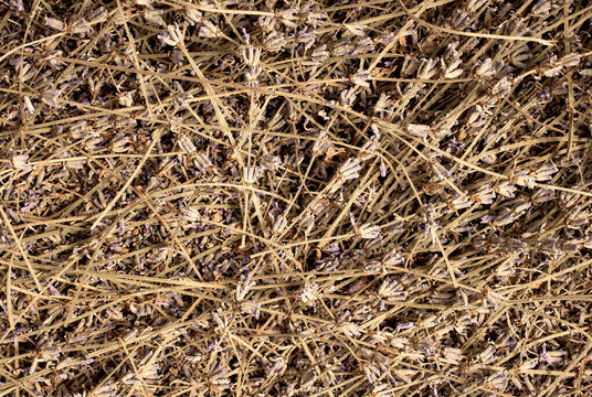 Close-up of dried lavender flowers and stems background
