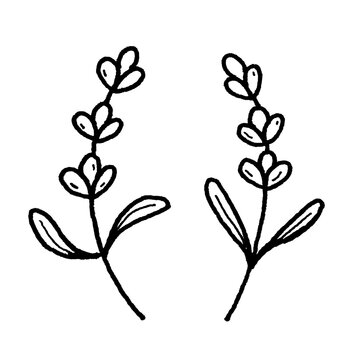Hand-drawn line art icon illustration of two lavender sprigs with leaves and flowers isolated on transparent background for spa branding, botanical cosmetics packaging, herbal craft UI, game inventory