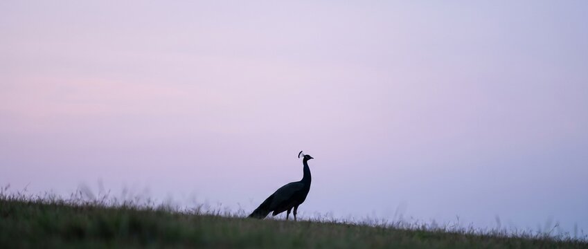 Silhouette of a Peacock at Dawn: A solitary peacock stands majestically in silhouette against the soft pastel hues of a dawn sky, its form outlined by the gentle light.
