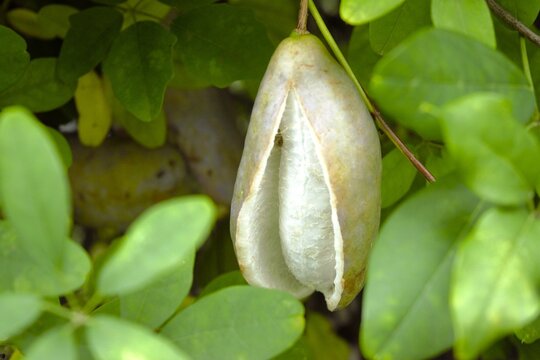Ripe Akebi Fruit Split Open on a Vine, Akebia quinata