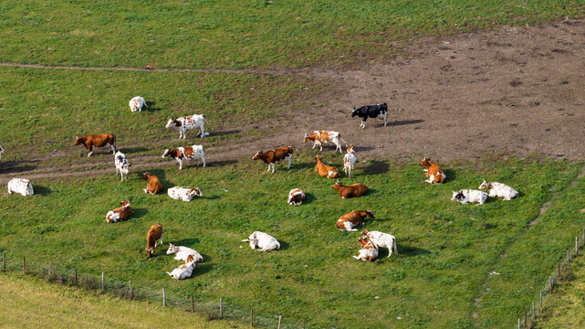 Aerial view of cows grazing in Dutch farmland