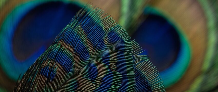 Peacock Feather Detail: An extreme close-up shot reveals the intricate patterns and iridescent blue and green hues of a peacock feather, showcasing its natural beauty and delicate texture.