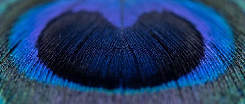 Macro View of Peacock Feather: An extreme close-up shot reveals the intricate detail and vibrant iridescent blue and green hues of a peacock feather's eye.