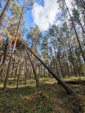 Uprooted pine trees in the forest after extreme weather and hurricane.