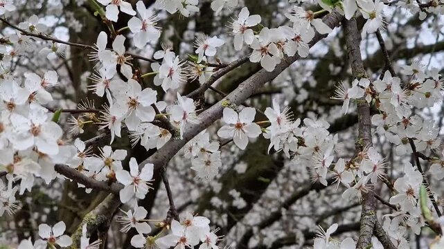 Smooth camera movement along delicate white flowers blooming on tree branches in spring. Fresh orchard blossom and seasonal renewal concept.