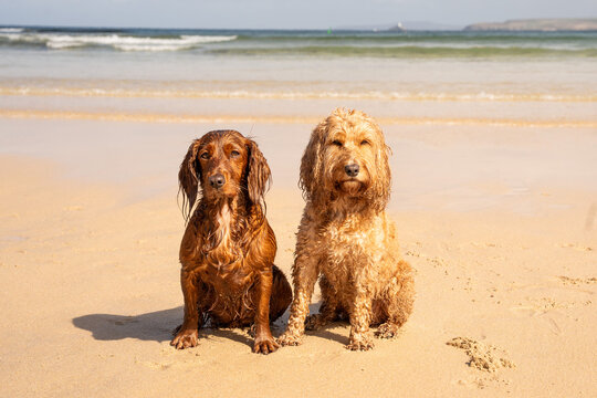 Dogs at the beach in St Ives