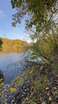 autumn in the forest by the lake 